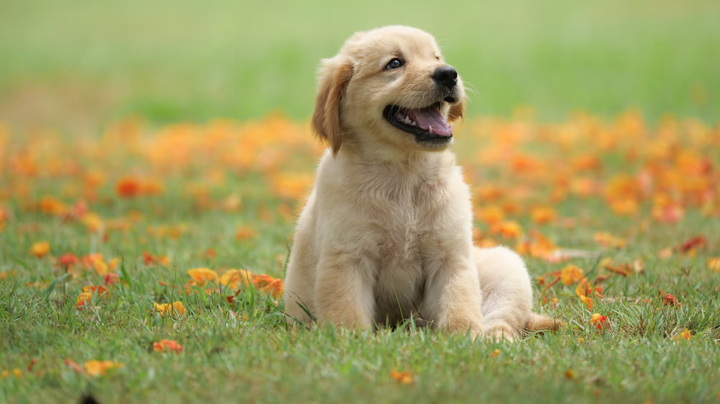 Hey